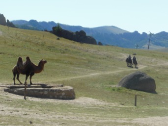 cammelli mongoli